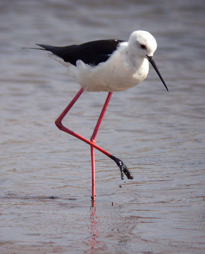 Black-winged Stilt